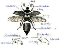 Biologieheft von 1961 - der Maikfer Teil 1